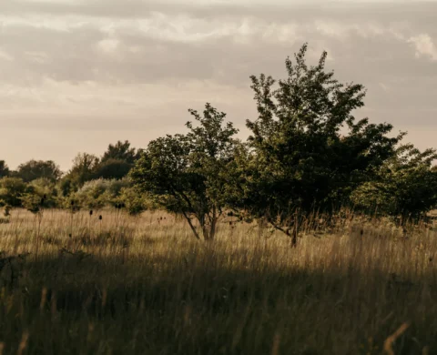 pexels-abrek-okur-17379311